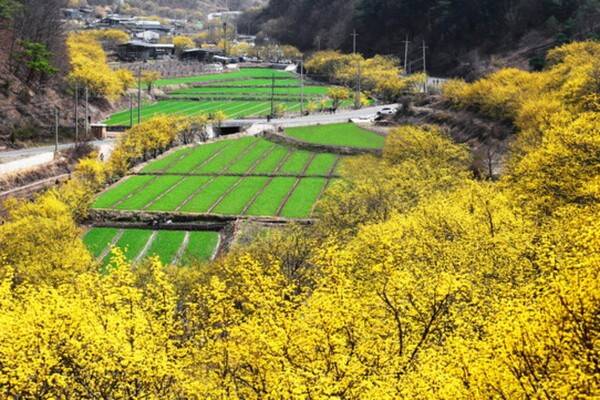 출처 = 온라인 커뮤니티