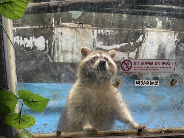 현재 폐업 중인 경남 김해 부경동물원에서 22일 동물들의 건강검진이 진행됐다. 김지숙 기자