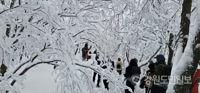▲ 폭설 뒤 첫 주말을 맞은 24일 설국의 진경을 즐기려는 등산 탐방객들이 전국 각지에서 대관령~선자령으로 몰려들었다. 선자령 고원 능선의 눈꽃 터널이 신비감을 더하고 있다. 최동열