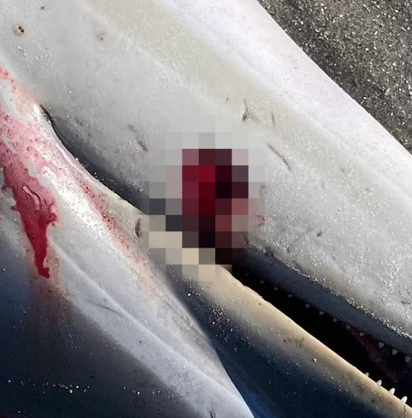 미국 현지시간으로 19일 뉴저지주의 한 해변에서 눈에 피를 흘리며 죽은 채 발견된 돌고래의 모습