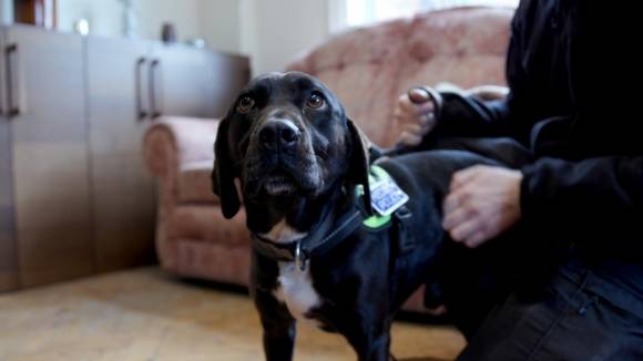 냄새로 성범죄자 잡는 경찰견 - 경찰 탐지견 왓슨 / 사진=더타임스