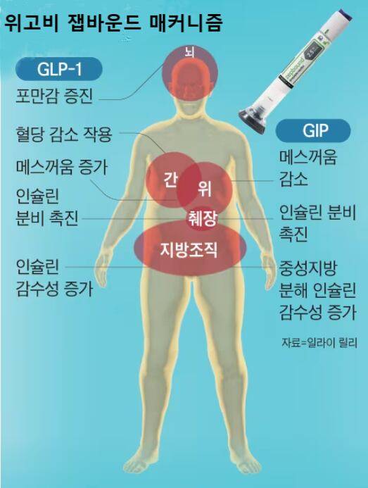 위고비 잽바운드 매커니즘/조선DB