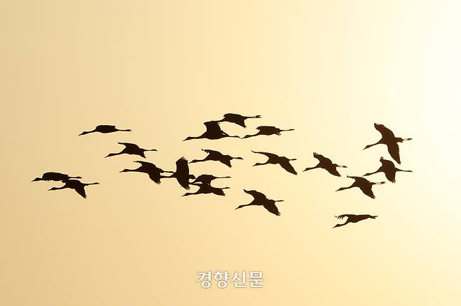 천연기념물 제228호 및 멸종위기 야생생물 2급으로 지정된 흑두루미가 지난 28일 전남 순천만습지 일대를 날고 있다.