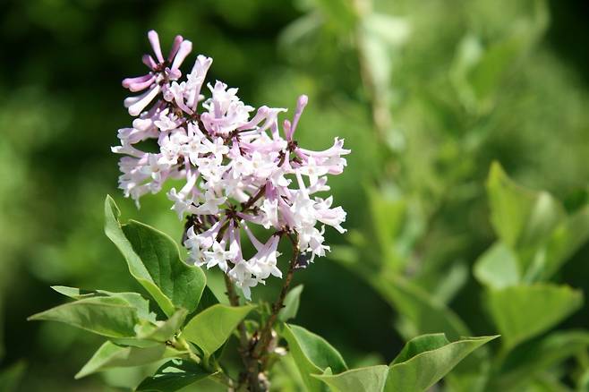 한국이 자생지이지만 미국에서 개량돼 우리가 역으로 수입해 로열티를 내고 있는 미스김라일락. 국립수목원 제공