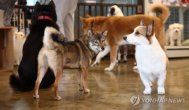 설 연휴 취약층 위한 '우리동네 펫 위탁소' (서울=연합뉴스) 김인철 기자 = 12일 '우리동네 펫 위탁소'로 지정된 서울 성북구 행복하개 키울고양에서 설날 명절 연휴 동안 맡겨진 반려견들이 즐거운 시간을 보내고 있다.
성북구의 펫 위탁소는 기초생활수급자 등 취약계층이 연휴 기간 반려동물 보호가 어려운 경우 최대 5일까지 무료로 보호하는 서비스다. 2024.2.12 yatoya@yna.co.kr
