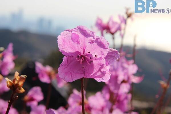 출처: 게티이미지뱅크 (천주산 진달래)