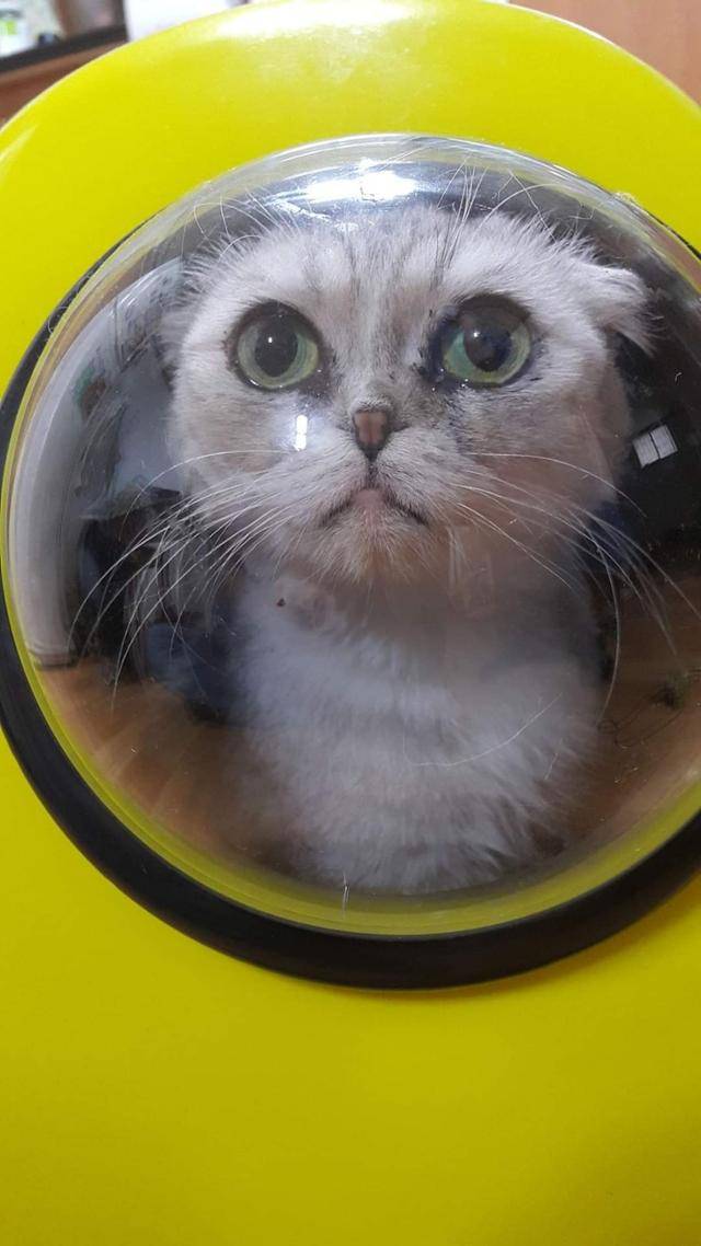 일라가 마취를 하고 나면 항상 힘들어한다는 게 보호자들의 설명이다. 일라 보호자 이상욱, 박미정 씨 부부 제공