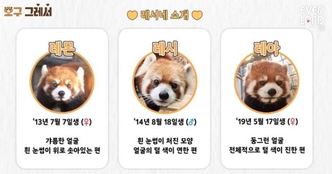 경기 용인 에버랜드에 있는 레서 판다 ‘레몬’이 식사를 하고 있다. 에버랜드는 공식 SNS 채널에서 운영하는 레서 판다의 일상을 보여주는 코너 ‘오구 그레서’ 누적 조회수가 400만회를 넘겼다고 밝혔다. 연합뉴스