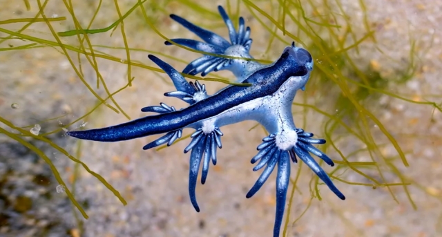 '블루 드래곤'으로 알려진 푸른갯민숭달팽이가 최근 텍사스 해변에서 빈번하게 출몰하고 있다. 맹독을 지니고 있어 접촉을 피해야 한다. BBC 캡처