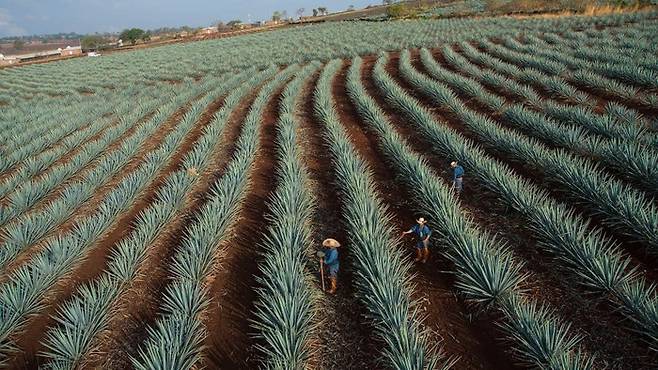 돈 훌리오에 사용되는 블루 아가베를 생산하는 멕시코 할리스코 지역