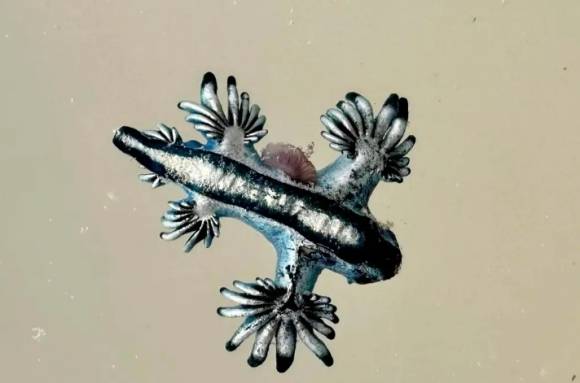 최근 미국 텍사스주 해안에 나타난 파란갯민숭달팽이, 일명 ‘블루 드래곤’의 모습