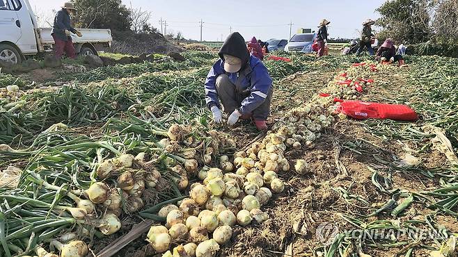 맛있는 제주산 조생 양파 수확 (제주=연합뉴스) 김호천 기자 = 18일 제주 서귀포시 대정읍 신도리에 있는 한 밭에서 조생종 양파를 수확하고 있다. 제주산 조생 양파는 매운맛이 덜하고 단맛이 강한 특징이 있다. 2024.3.18 khc@yna.co.kr
