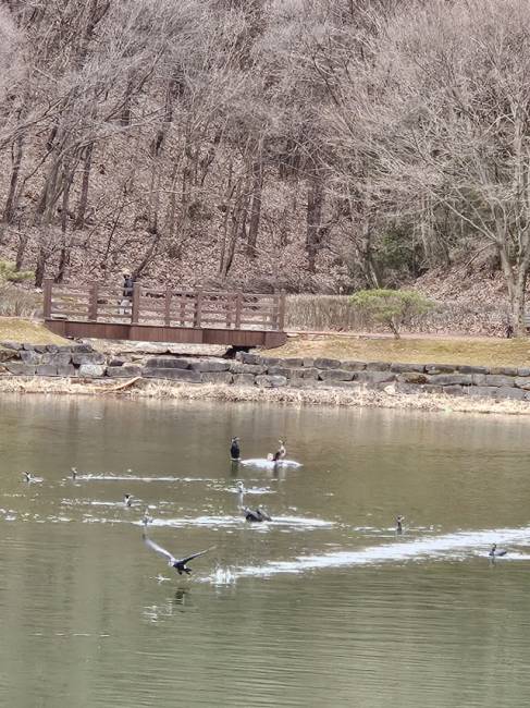 ▲ 장릉마을 안산이 백로와 왜가리떼로 생태계가 파괴된 가운데 가마우지가 저수지에 떼를지어 먹이활동을 하고 있다. 방기준