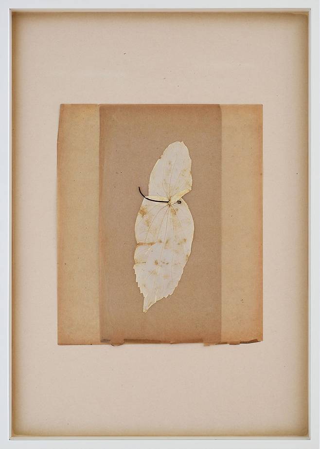 최재은, 〈From Tear Garden〉,2016,Aged paper, petal 28 x 23 cm Courtesy of the artist and Kukje Gallery이미지 제공: 국제갤러리 *재판매 및 DB 금지