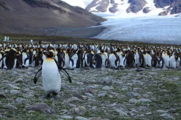 남극해 사우스조지아섬의 킹펭귄(임금 펭귄)./위키미디어(Liam Quinn from Canada)