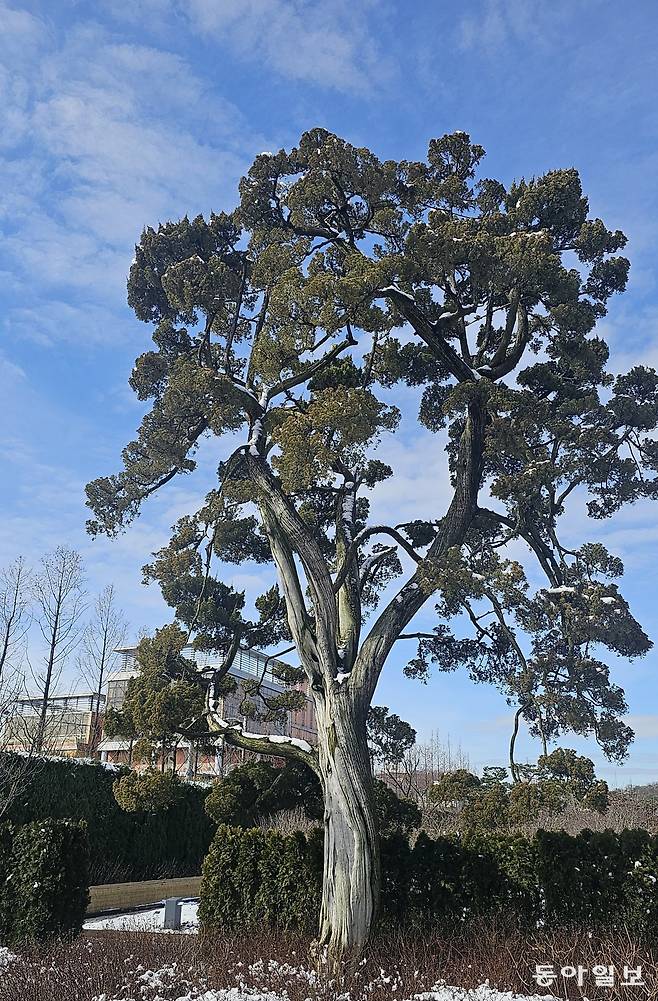 서 선대회장이 아끼던 150년 된 향나무. 오산=김선미 기자