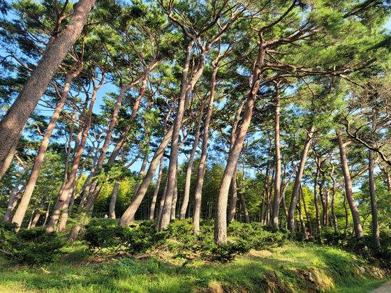 Ahopsan Forest in Gijang County, Busan, is a private forest that opened to the public in 2015. [AHOPSAN FOREST]