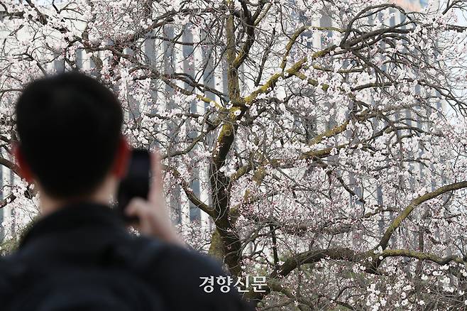 한 시민이 휴대폰 카메라로 석어당 앞 살구꽃을 찍고 있다.