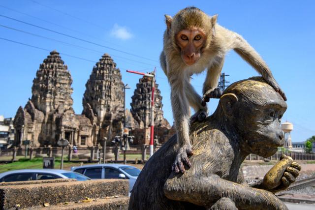 2020년 6월 태국의 수도 방콕에서 북쪽으로 약 155km 떨어진 롭부리주 롭부리시 쁘랑삼욧 사원 앞 원숭이 동상 위에 긴꼬리원숭이 한 마리가 앉아 있다. 롭부리=AFP 연합뉴스 자료사진