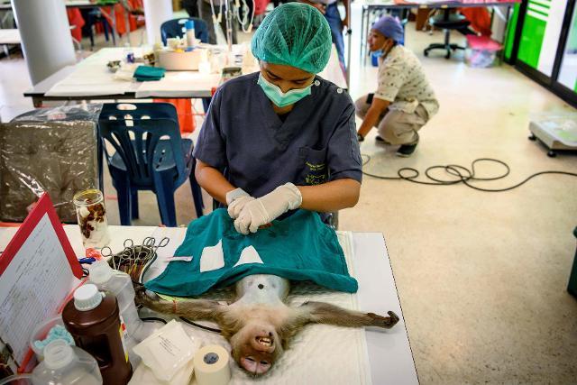 태국 롭부리주 롭부리시에서 한 수의사가 원숭이 중성화 수술을 하고 있다. 롭부리=AFP 연합뉴스 자료사진