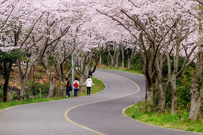 성산읍 신풍리 벚꽃터널 (서귀포시)