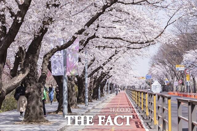 따뜻한 봄의 시작을 알리는 벚꽃축제가 서울 곳곳에서 펼쳐진다. 지난해 여의도 봄꽃축제 현장. /영등포구