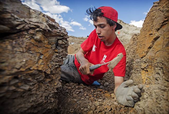 네덜란드 위트레흐트대의 지미 더 루지 박사가 2016년 미국 와이오밍주에서 트리케라톱스 화석을 발굴하고 있다./Naturalis