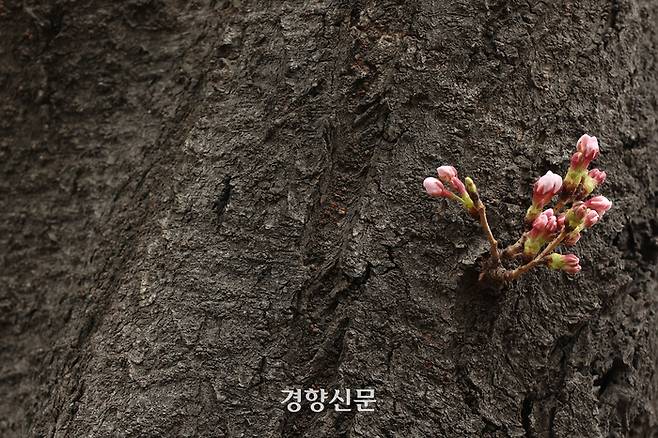 서울 영등포구 여의서로 일대 벚나무에 꽃망울이 맺혀 있다.