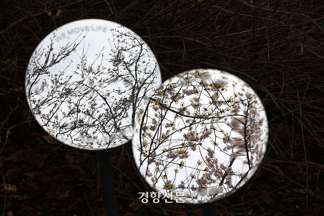 서울 영등포구 여의서로 인근 한강변에 마련된 포토존에 개화하기 시작한 살구꽃과 산수유꽃이 거울에 비쳐 보이고 있다.