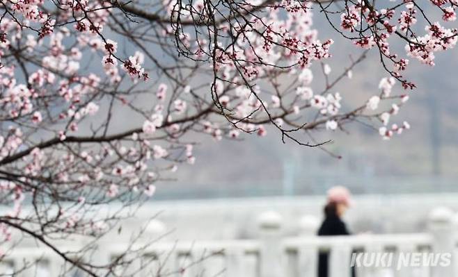 28일 서울 노원구 당현천에 벚꽃이 꽃망울을 터트리고 있다.