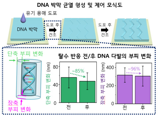 DNA 박막 위 균열 형성 및 제어 메커니즘 모식도.[KAIST 제공]