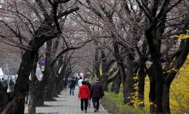 여의도 봄꽃축제가 개막한 29일 서울 여의도 여의서로에서 시민들이 아직 벚꽃이 개화하지 않은 벚나무 사이를 걷고 있다. 뉴시스