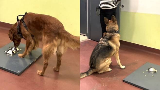 PTSD 환자의 날숨 냄새를 이용해 스트레스를 받고 있는지 구분하는 훈련을 받은 개 아이비(Ivy, 왼쪽)와 캘리(Callie, 오른쪽)가 냄새 감지 실험을 하고 있다.