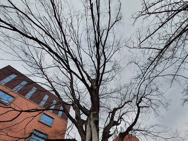 서울 대학로 독백나무는 배우들이 오가며 던지는 독백을 다 들었다. /박돈규 기자