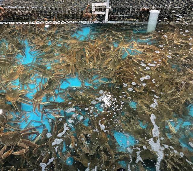 ▲ 6년간 동해항으로 수입된 러시아산 대게·킹크랩을 활어차로 납품처에 운반하면서 수백차례에 걸쳐 조금씩 빼돌려 판매, 2억원대의 돈을 챙겨 유흥비로 사용한 활어차기사 등 8명이 붙잡혔다. 킹크랩사진(본사건과 무관). 사진제공=동해지방해양경찰청