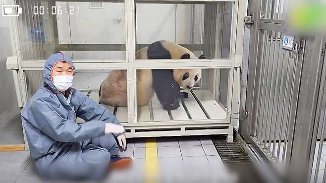 강철원 사육사와 푸바오