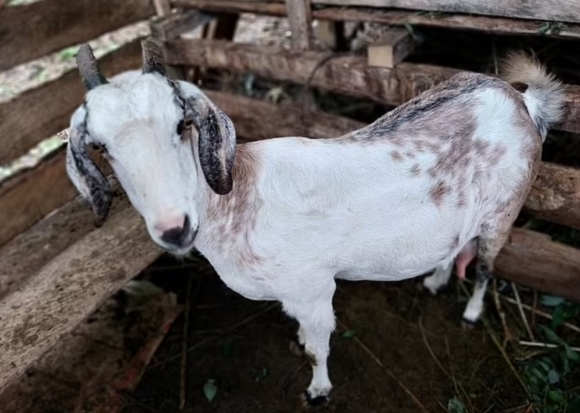 지난달 미국 미네소타주(州)의 한 농장에서 H5N1형 고병원성 조류인플루엔자에 감염된 새끼 염소 한 마리가 확인됐다. 미국에서 가축이 조류인플루엔자에 감염된 사례는 이번이 처음이다. 염소 자료사진