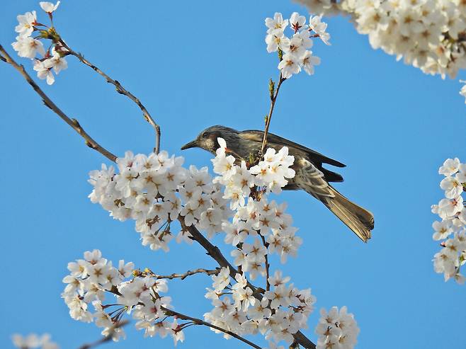 지난해 3월 서울숲 벚꽃나무에 앉아 있는 직박구리. 이명자 제공