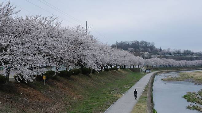 [영동=뉴시스] 안성수 기자 = 5일 충북 영동군 영동천에 핀 벚꽃나무들이 완연한 봄기운을 풍기며 방문객들을 맞이하고 있다. (사진=영동군 제공) 2024.4.5. photo@newsis.com  *재판매 및 DB 금지