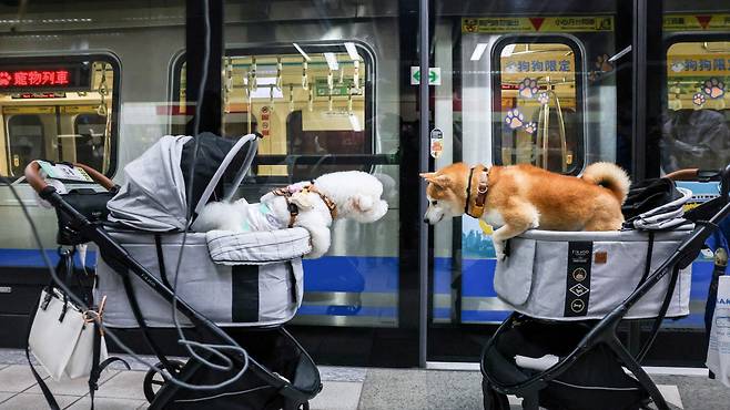 지난달 31일 타이베이지하철(MRT)에서 만난 강아지 두 마리가 서로의 냄새를 맡으며 소통하고 있습니다./ AFP 연합뉴스