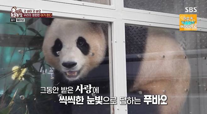 SBS ‘TV 동물농장’ 캡처