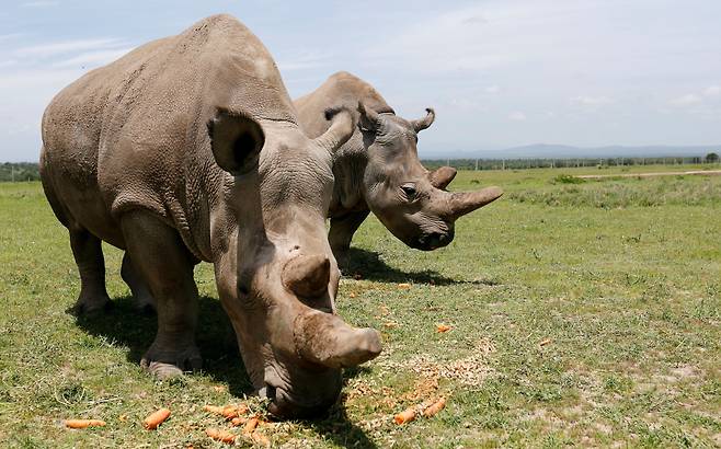 지구상에 마지막 남은 2마리의 암컷 북부 흰 코뿔소인 나진(오른쪽)과 딸 파투가 지난 2018년 3월 케냐 레이키피아 국립공원 내 올 페제타(Ol Pejeta) 자연보호구역에서 풀을 뜯고 있다. /로이터 연합뉴스