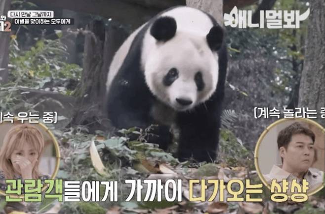 일본에서 중국으로 반환된 판다 샹샹/사진=SBS TV동물농장 유튜브 캡처