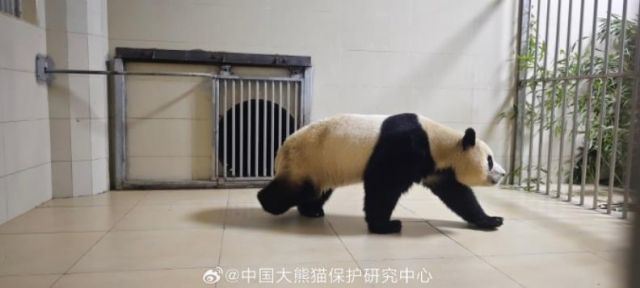 태어난 지 1천354일 만에 한국을 떠난 자이언트 판다 '푸바오'가 중국에 도착한 사진이 공개됐다.  4일 중국 매체 보도에 따르면 중국판다보호연구센터는 웨이보(微博·중국판 엑스)를 통해 푸바오가 워룽중화자이언트판다원(臥龍中華大熊猫苑) 선수핑기지(神樹坪基地)의 격리·검역 구역에 들어가는 사진 몇장을 공개했다. 웨이보 캡처