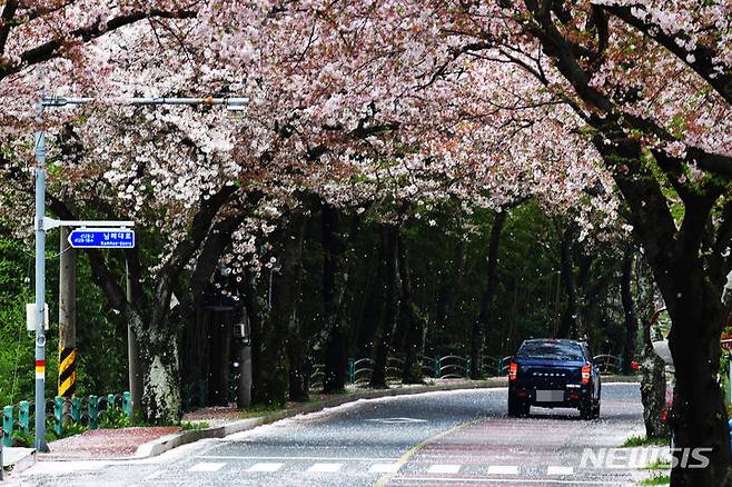 [남해=뉴시스] 차용현 기자 = 9일 오전 경남 남해군 설천면 한 도로에 벚꽃잎이 흩날리며 봄의 정취를 더하고 있다 . 2024.04.09.con@newsis.com