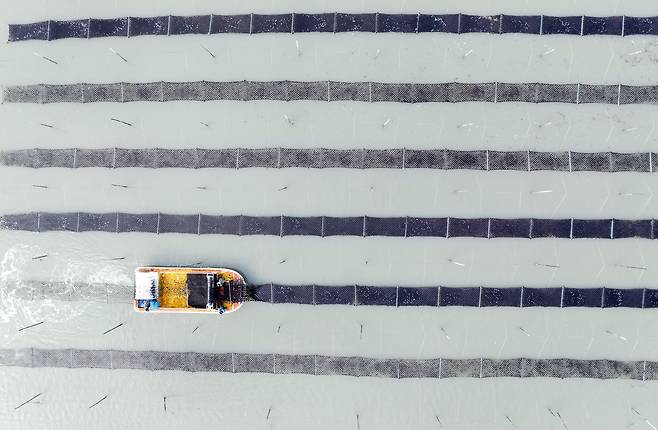 전남 신안군 압해읍 앞바다의 지주식 김양식장사이로 김 채취선이 김채취를 하고 있다. /뉴스1