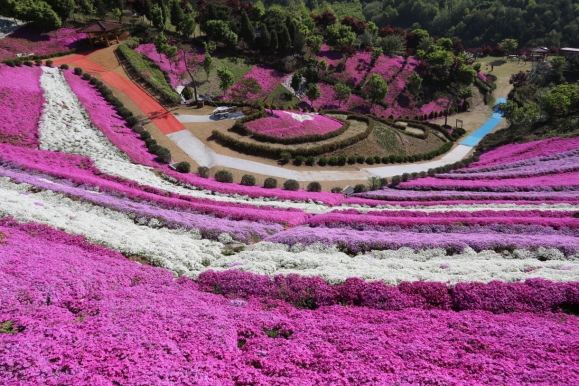 전북 진안군 진안읍에 있는 원연장 꽃잔디 동산. 매년 4월 초부터 5월 초까지 분홍빛으로 물들어 상춘객들의 발길이 끊이지 않는다.  진안군 제공