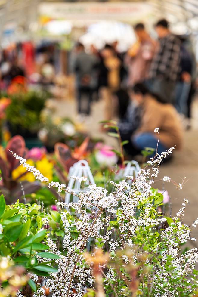 '연천5일장'에서 가장 먼저 인사하는 원예상. 묘목과 꽃, 다육이 화분들이 봄기운을 전한다. / 양수열 영상미디어 기자
