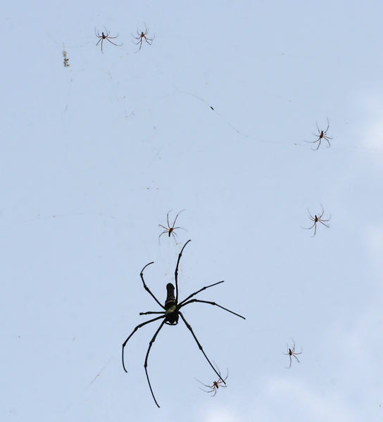 성적 동족 포식 습성이 있는 네필라 거미는 암컷이 수컷보다 월등히 크다.  [사진출처=JMGarg]