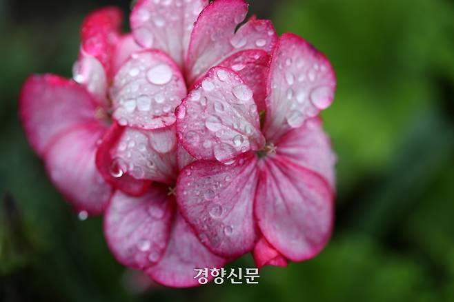 서울광장 인근 화단에 식재된 봄꽃이 빗방울을 머금고 있다.